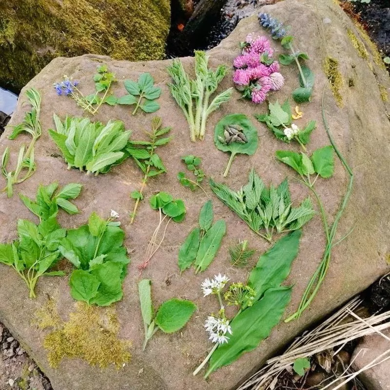 Verschiedene Wildkräuter und Blumen liegen auf einem Stein