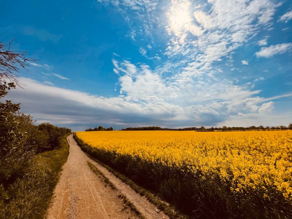 Ein blühendes Feld neben einem Feldweg