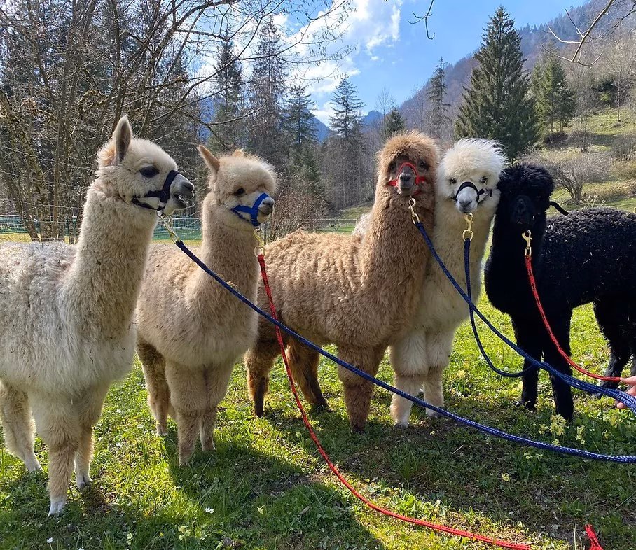 Fünf Alpakas stehen angeleint auf einer Wiese in den Alpen