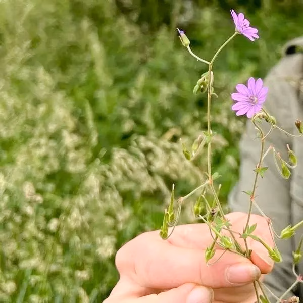 Eine Hand hält eine violette Wildblume