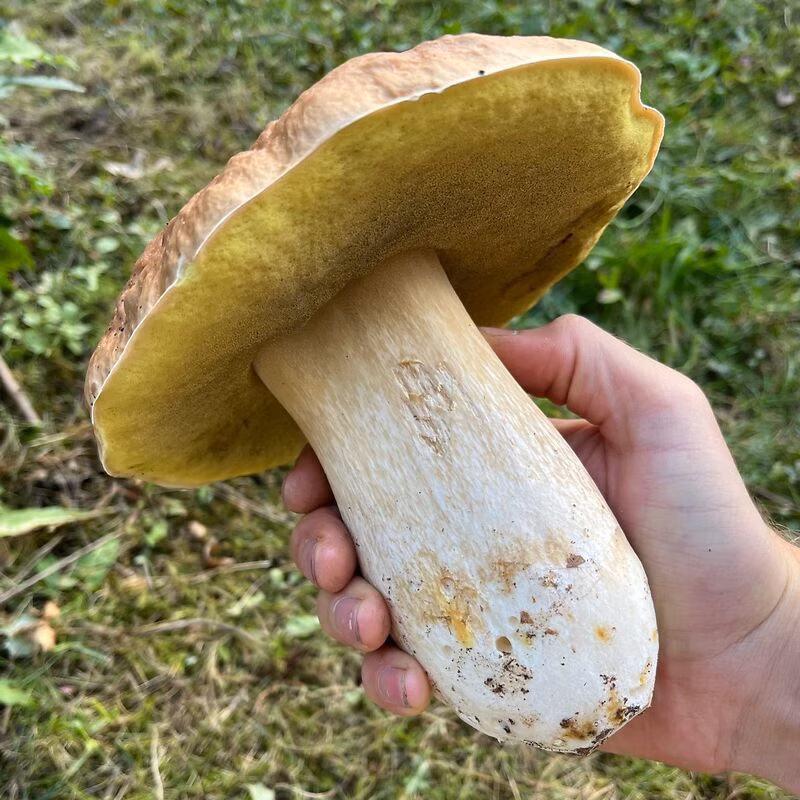 Eine Person hält einen großen Pilz in der Hand.