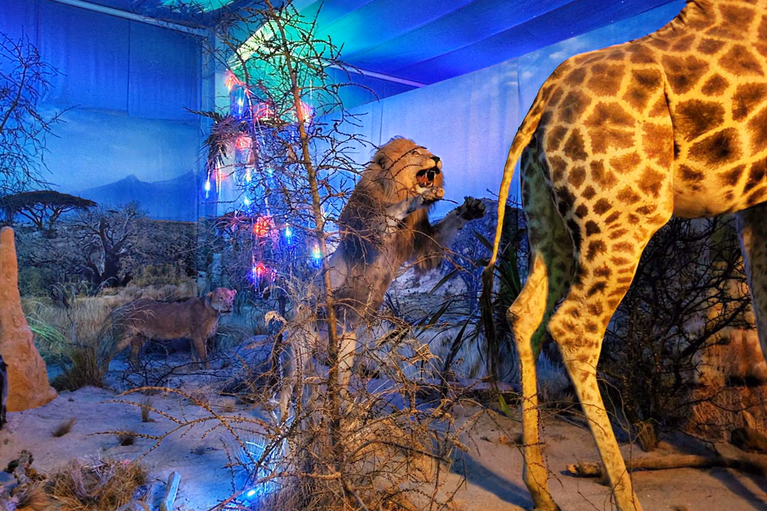 Atmosphärisch beleuchtete Ausstellungsszene mit Löwen und Giraffe in naturgetreu gestalteter Afrika-Landschaft.