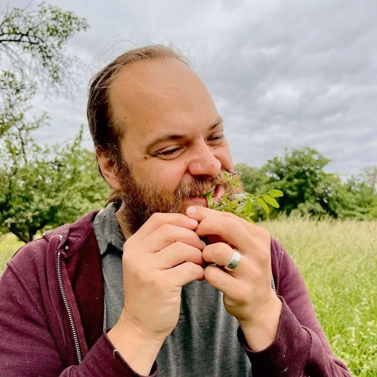 Ein Mann beißt bei einer Wildkräuterführung in eine essbare Wildpflanze