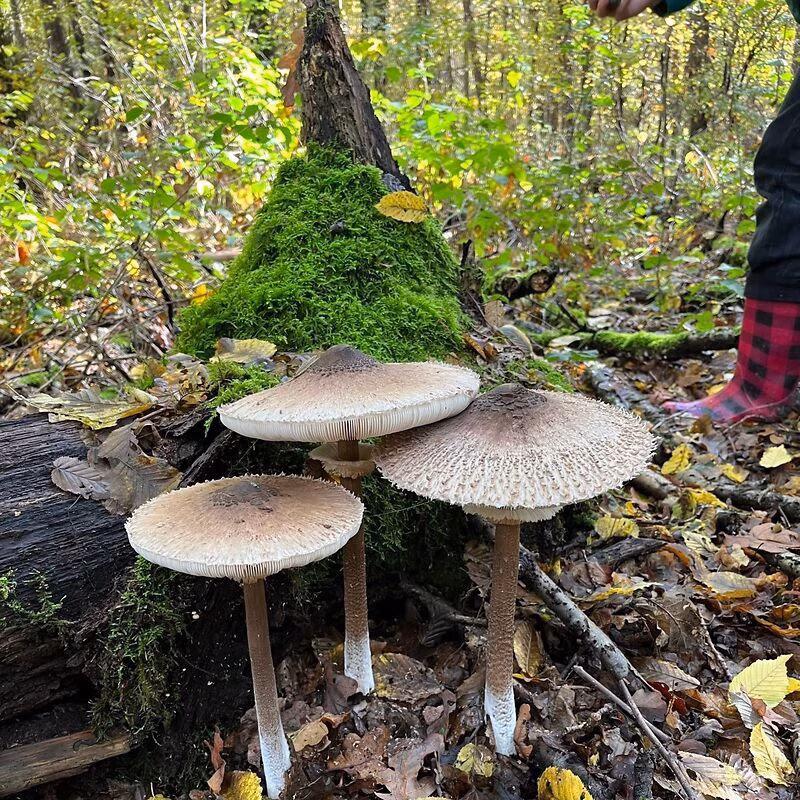 Drei Pilze an einem Baumstamm im Wald.
