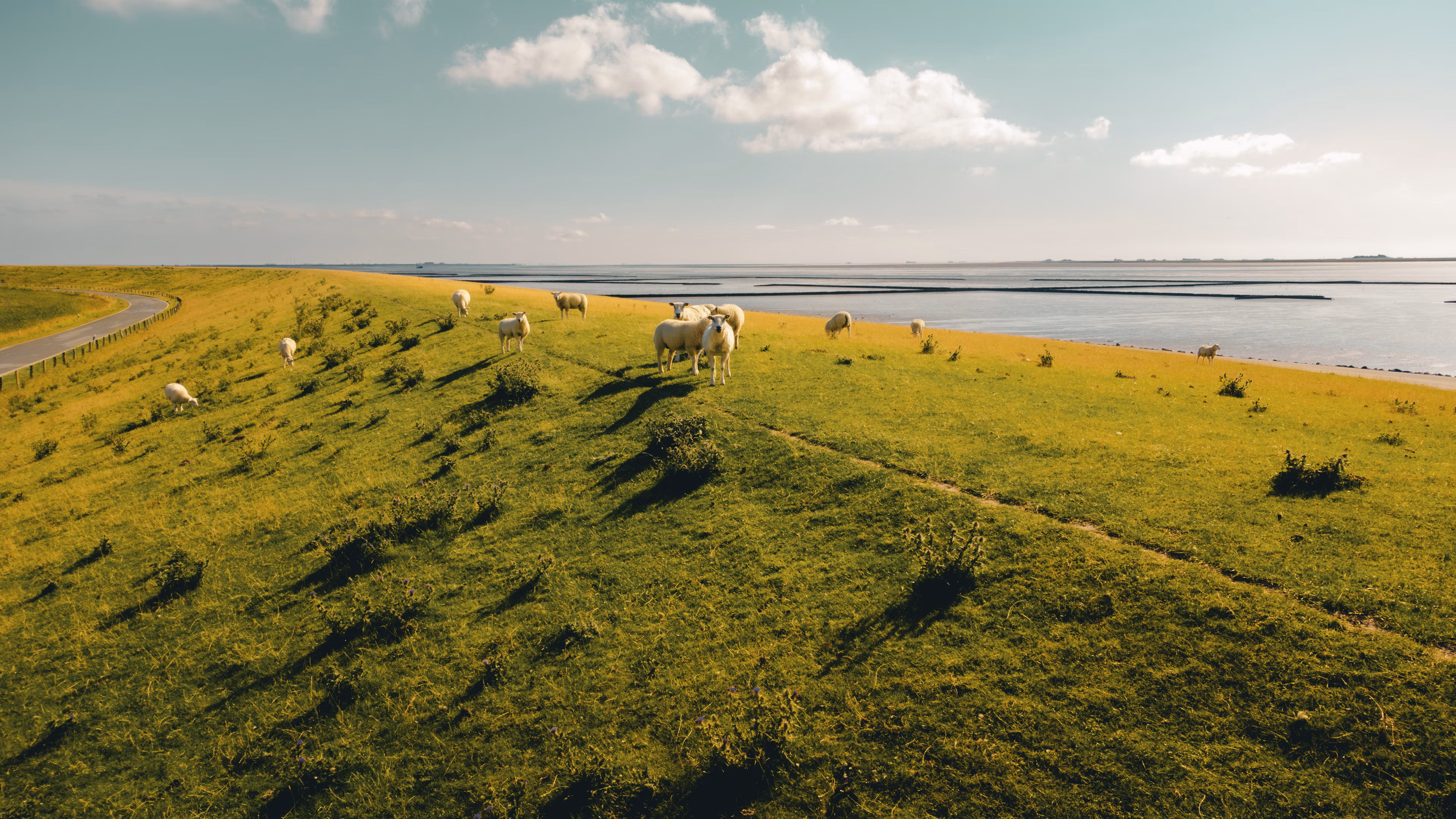 Schafe auf einer nordfriesischen Insel