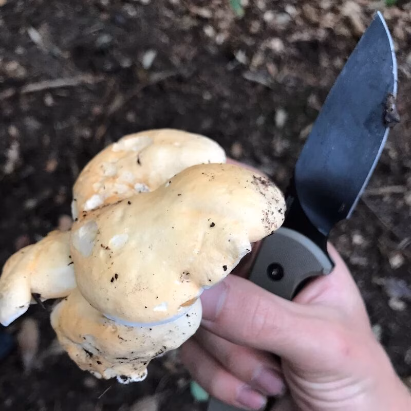 Eine Person hält ein Messer und einen großen Pilz in der Hand.
