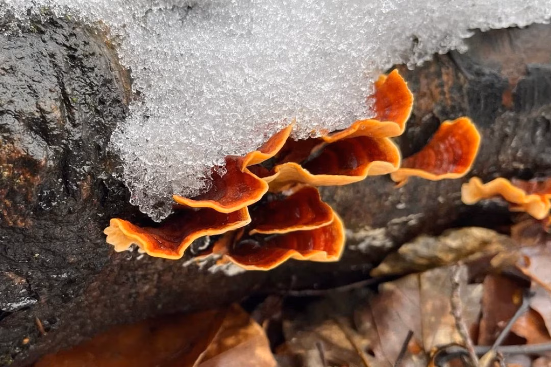 Winterpilzwanderung-Fund: Ein orange-rötlicher Weichporling an einem Baumstamm, zum Teil von Schnee bedeckt.