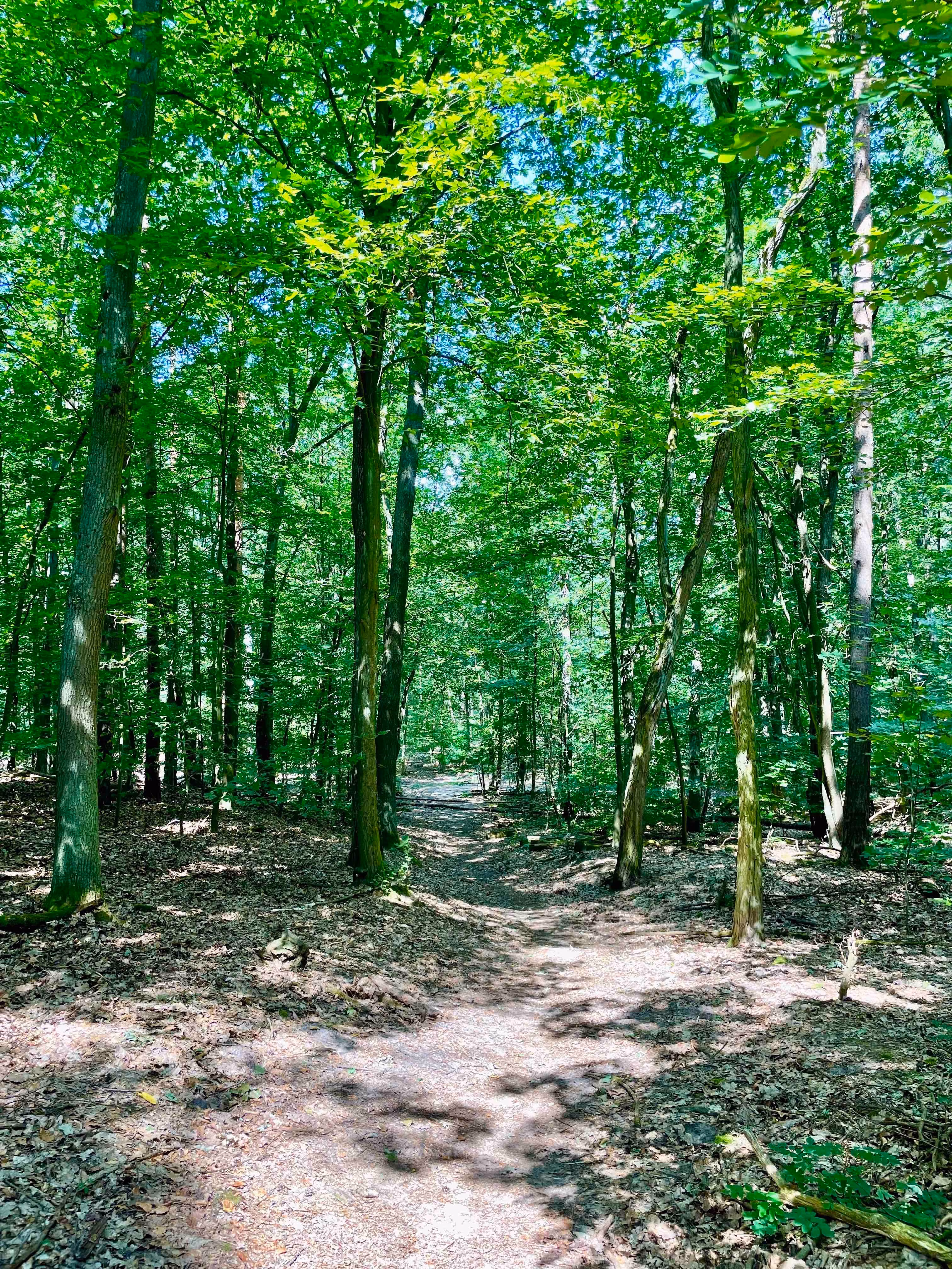 Wald in der Ruppiner Schweiz, wo das Waldbaden-Retreat stattfindet
