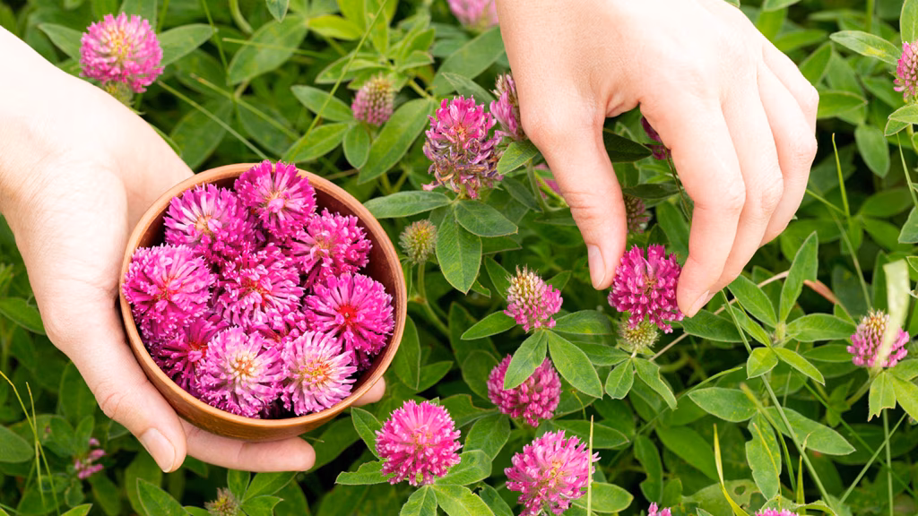 Eine Person pflückt Rotklee und sammelt ihn in einer kleinen Schale