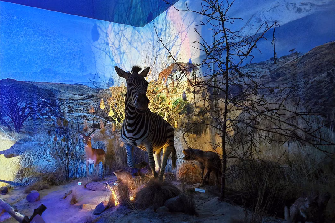 Zebra-Präparat in stimmungsvoll beleuchteter Ausstellung mit weiteren afrikanischen Tieren und naturalistischer Vegetation.