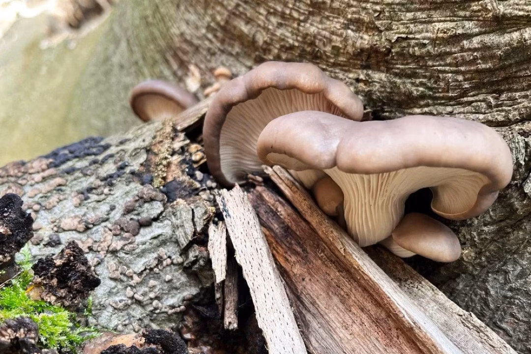 Winterpilzwanderung: Ein hellbrauner Austernseitling an einem Baumstamm, mit seinem typisch muschelförmigen Hut.