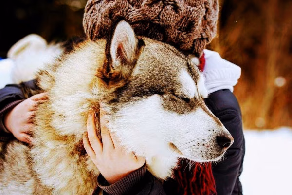 Adrenalintours Huskywanderung. 