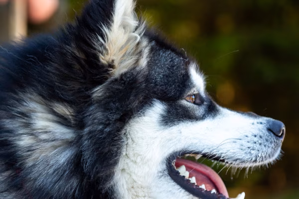 Huskywanderung im Sauerland