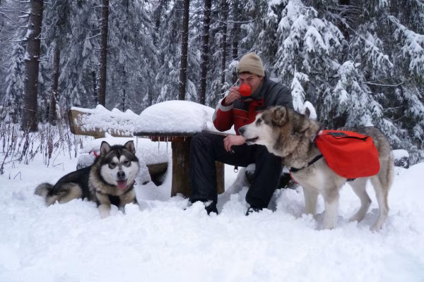 Adrenalintours-Huskywanderung Harz 