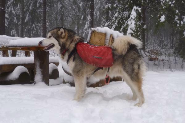 Adrenalintours-Huskywanderung Harz