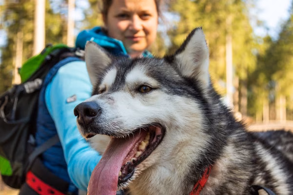 Adrenalintours-Huskywanderung Harz