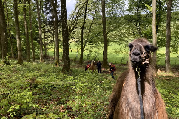 Lama-Wanderung in den Buchenwäldern der Schönecker Schweiz