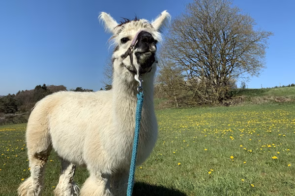 Lamas: Stets neugierig und freundlich!