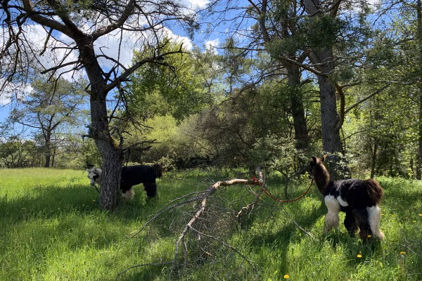 Pause, auch für die Lamas!