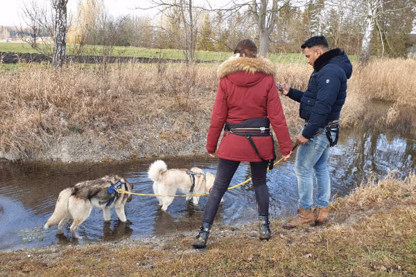 Husky-Wanderung im Unterallgäu 3,50 Std.