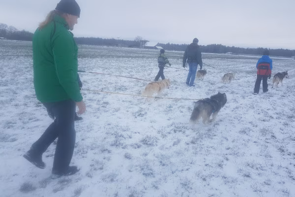 Husky-Wanderung im Unterallgäu 3,50 Std.