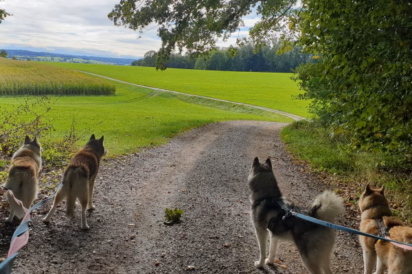 Urlaub bei und mit Huskies