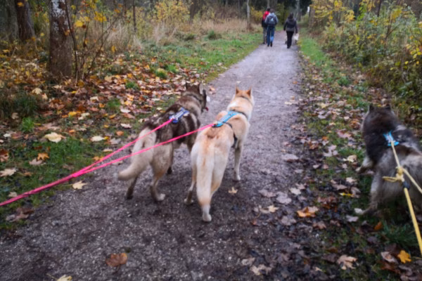 Husky-Wanderung im Unterallgäu 5,0Std