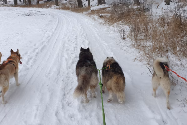 Husky-Wanderung im Unterallgäu 3,50 Std.
