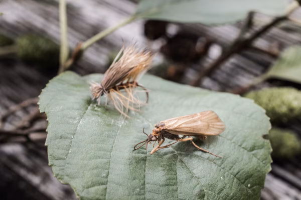 Basic-Kurs Fliegenfischen (Frankfurt)