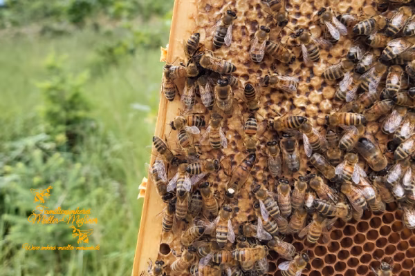 Findest du die Bienenkönigin?
