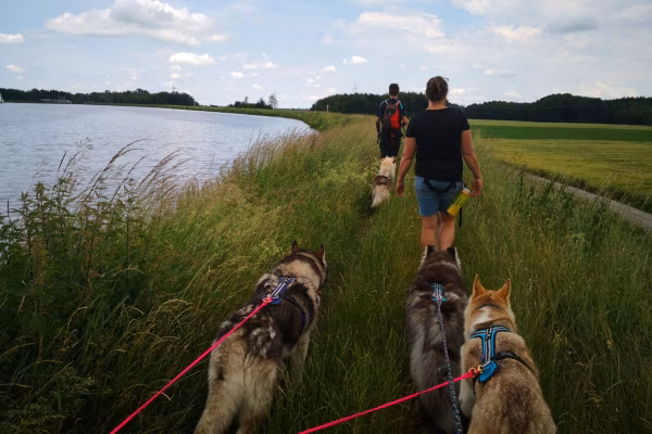 Husky-Wanderung im Unterallgäu 5,0Std