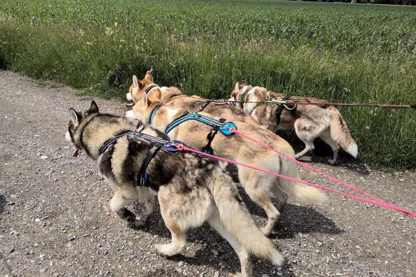 Husky-Wanderung im Unterallgäu 3,50 Std.