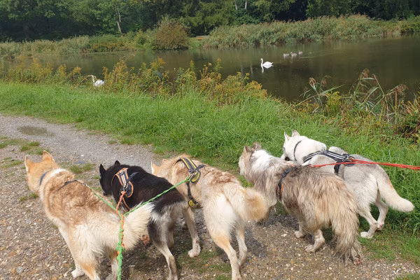 Husky-Wanderung im Unterallgäu 3,50 Std.