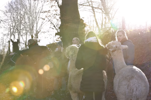 2-stündige Alpaka-Wanderung in der Eifel
