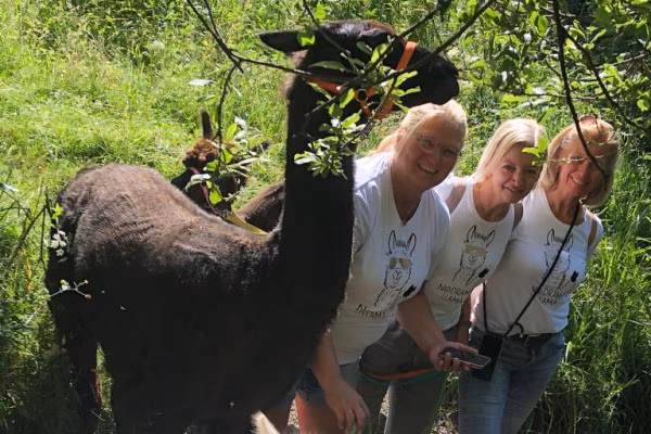 2-stündige Alpaka-Wanderung in der Eifel