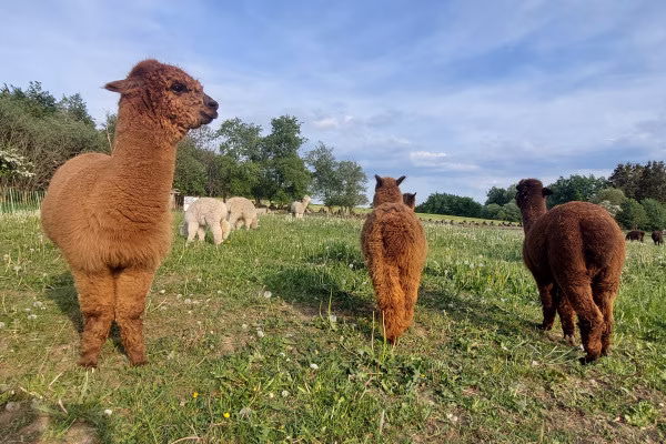 2-stündige Alpaka-Wanderung in der Eifel