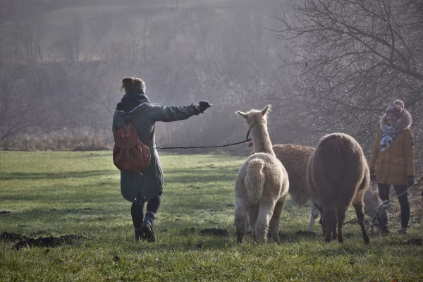 2-stündige Alpaka-Wanderung in der Eifel