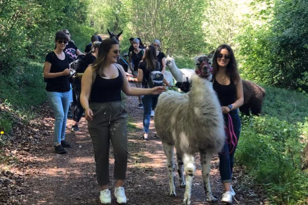 2-stündige Alpaka-Wanderung in der Eifel