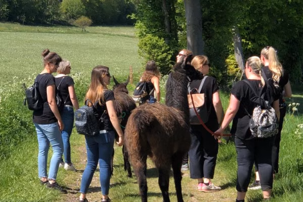 2-stündige Alpaka-Wanderung in der Eifel