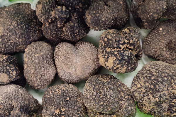 Frische Trüffel