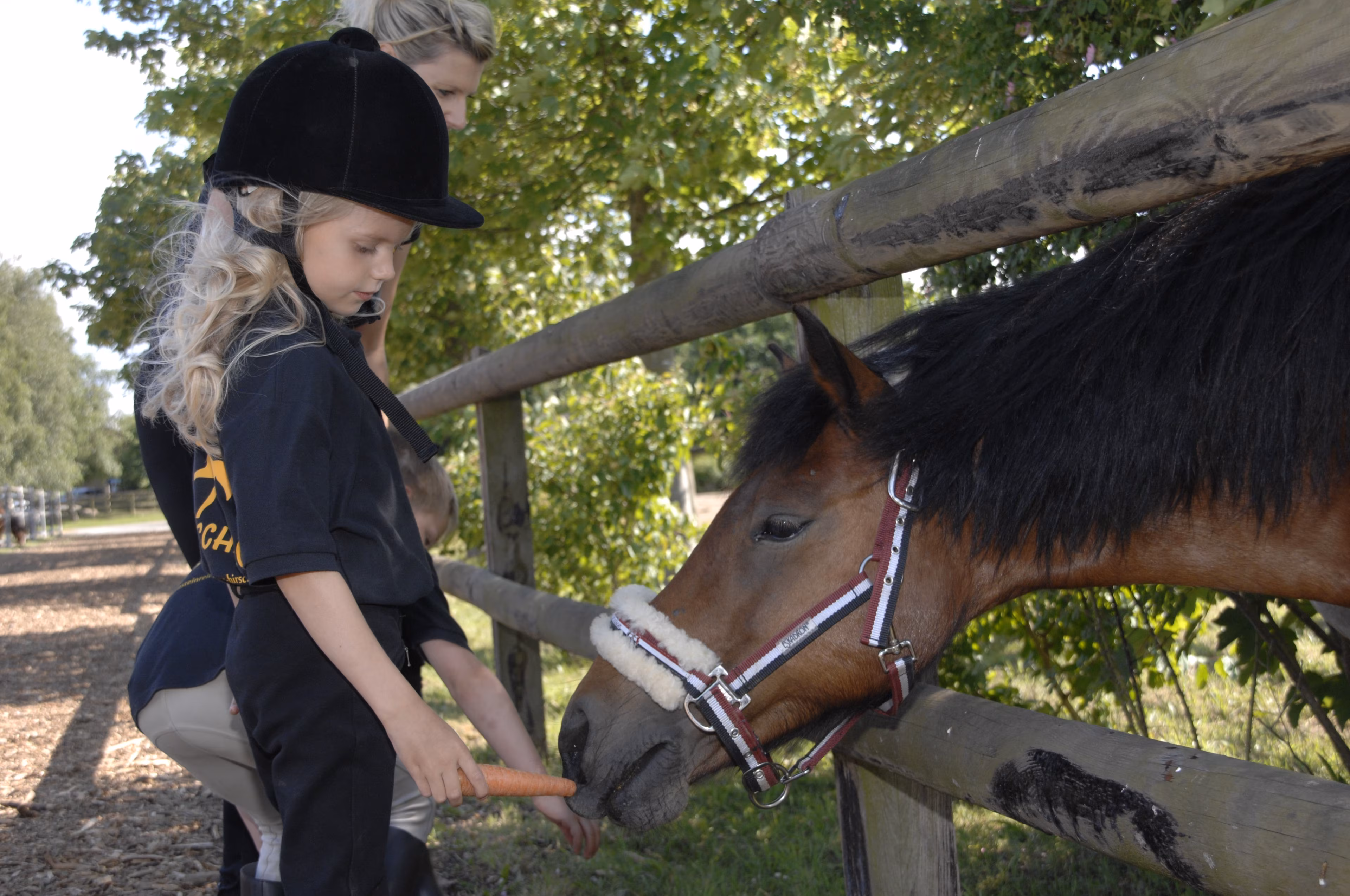 Ein Mädchen füttert ein Pferd durch einen Zaun mit einer Möhre