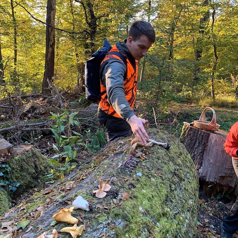 Ein Guide erläutert während einer Pilzwanderung verschiedene Pilze, die auf einem Baumstamm liegen.