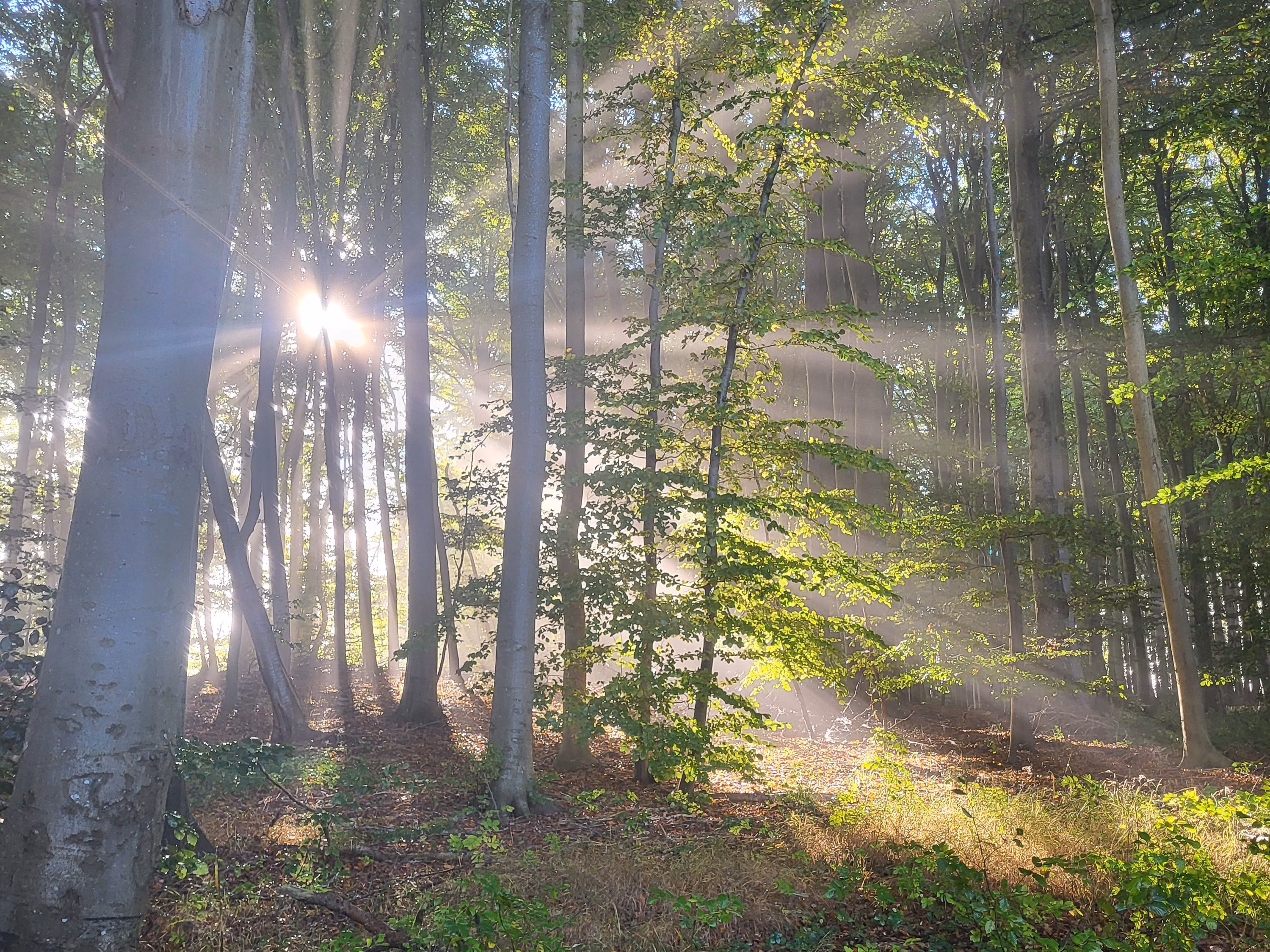 Wald-Yoga