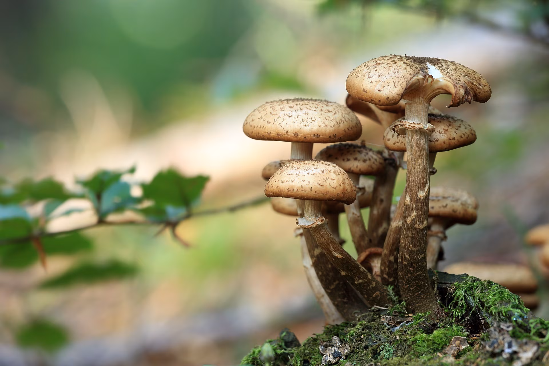 Pilze am Waldboden
