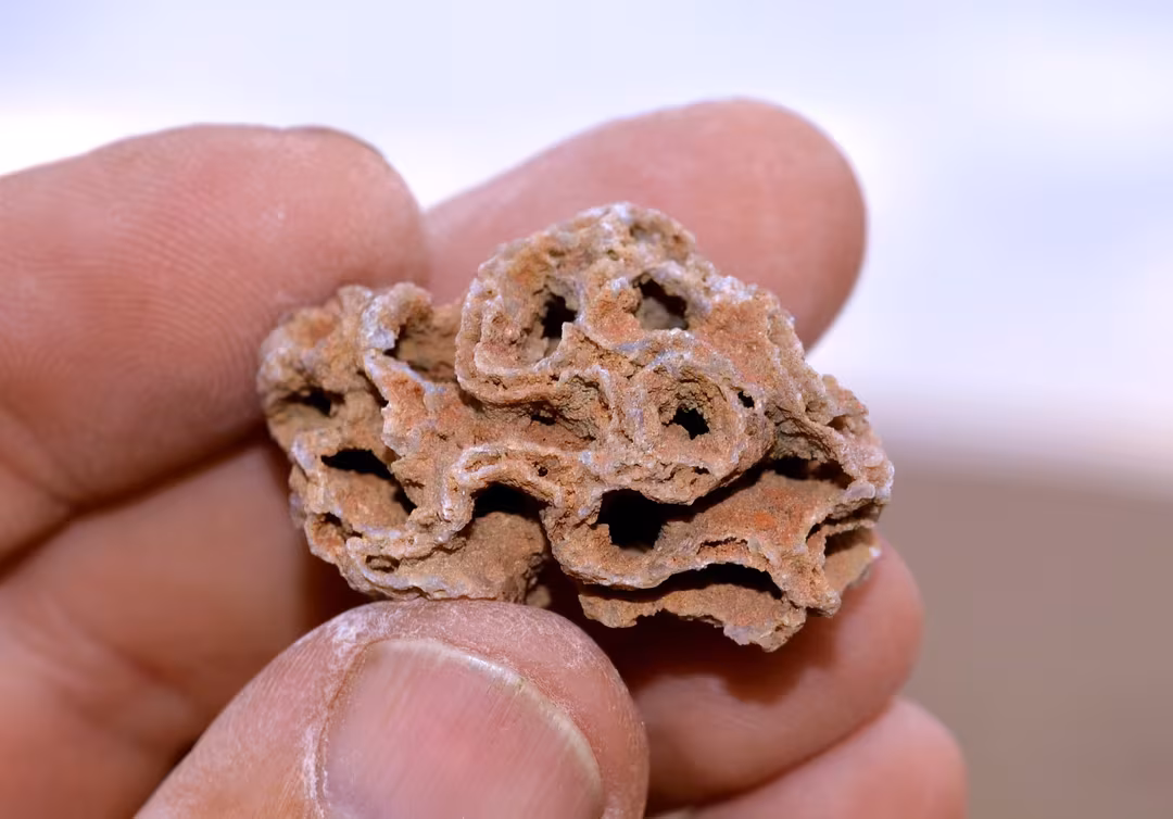 Eine Hand präsentiert ein löchriges Fossil