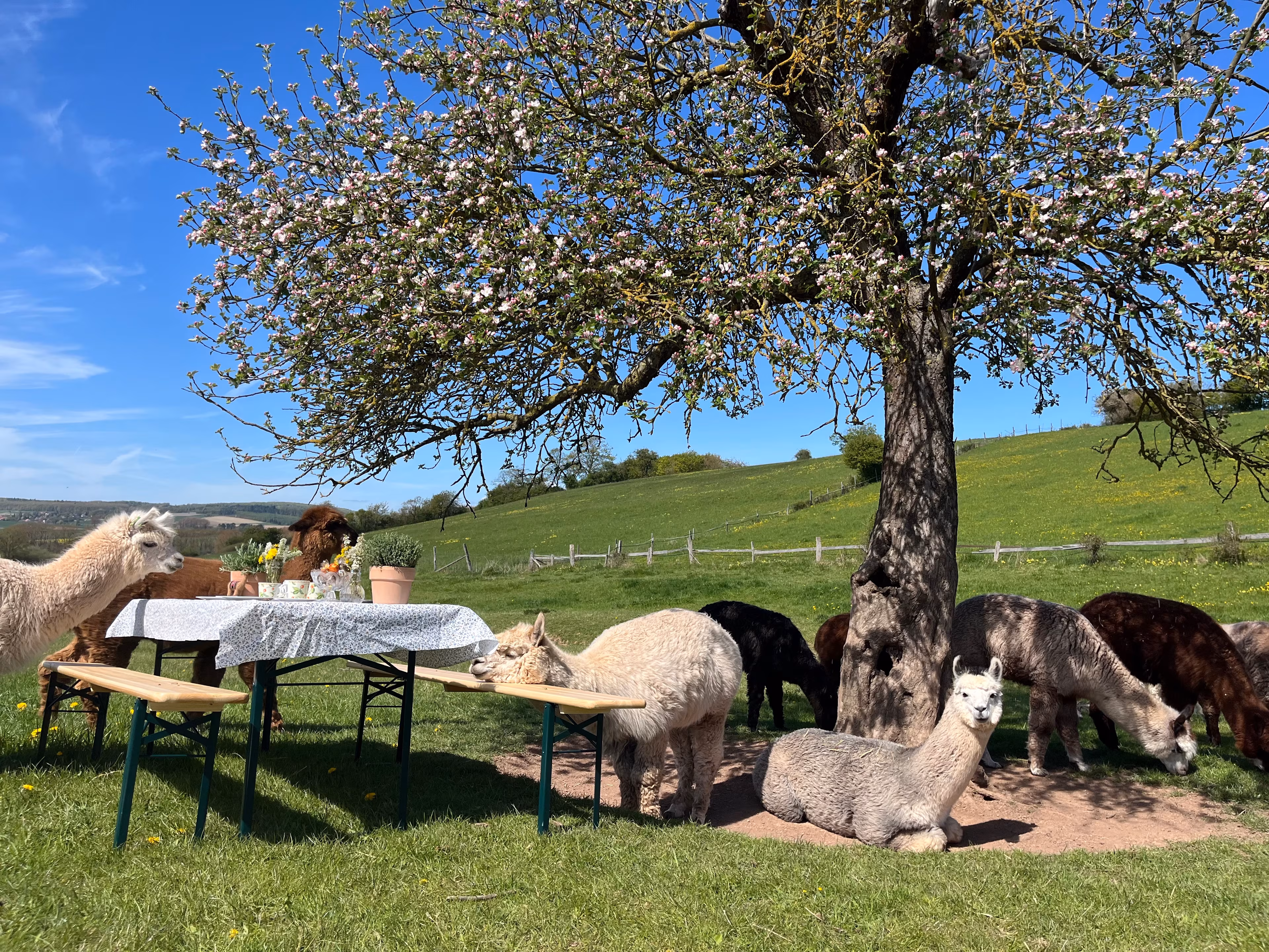 Romantischer Abend auf der Alpakawiese