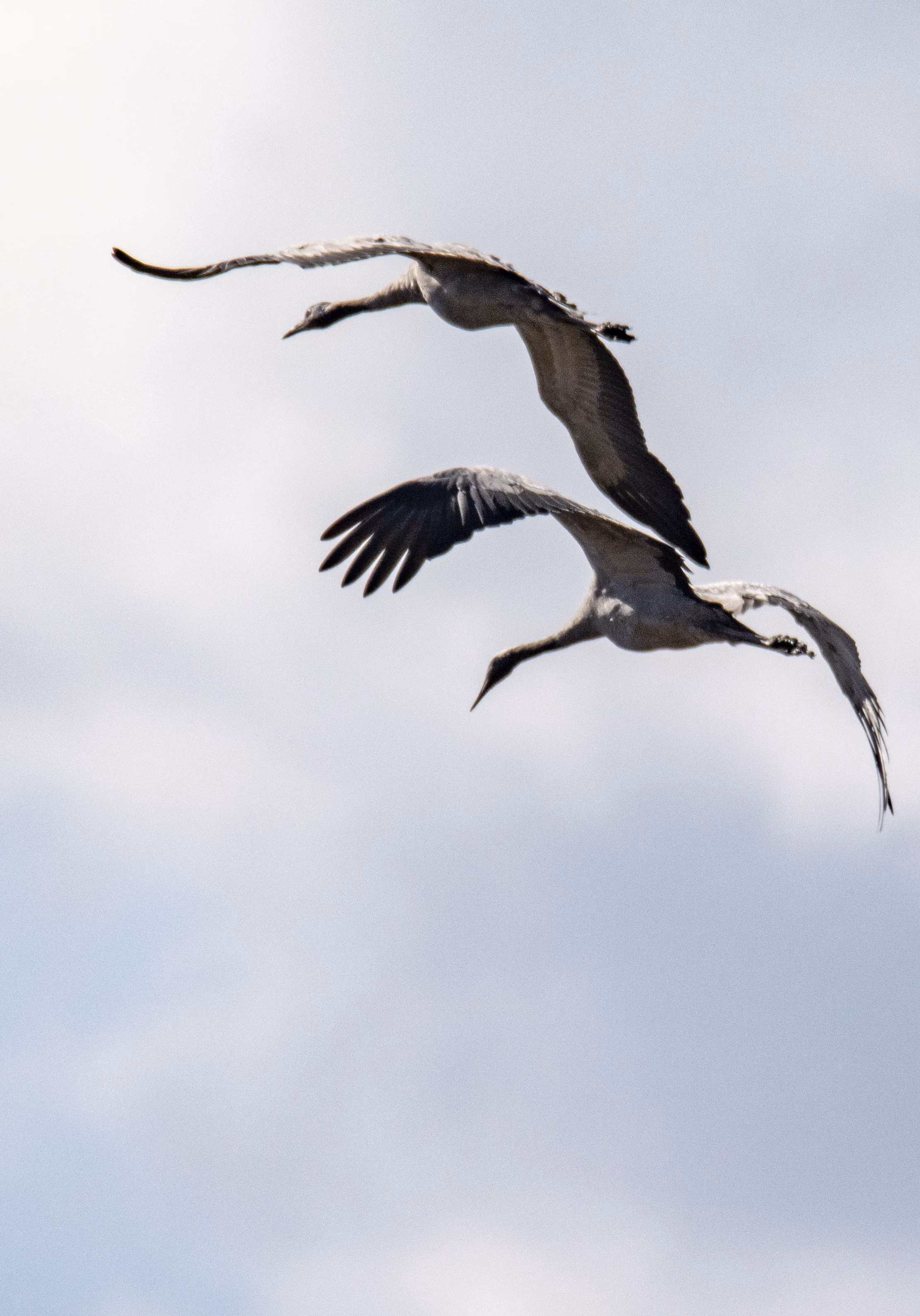Malreise zu den Kranichen und den Hirschen an der Ostsee