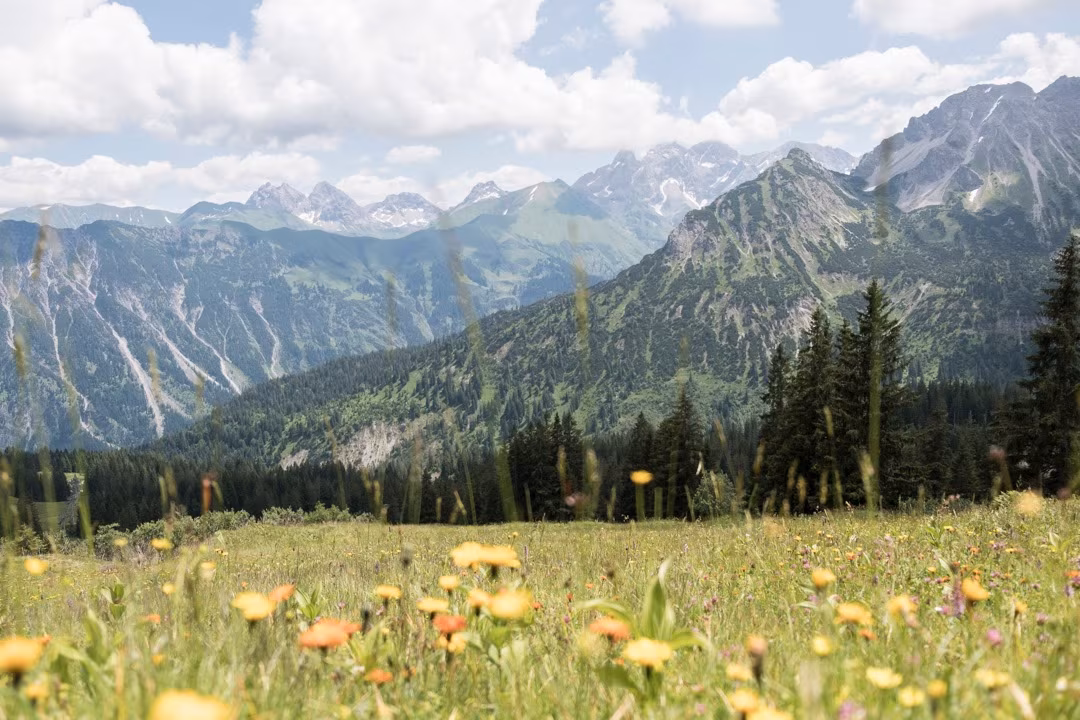 Blick auf ein Bergpanorama im Allgäu, Bayern, mit gelber Blumenwiese davor, Wolken im Hintergrund.