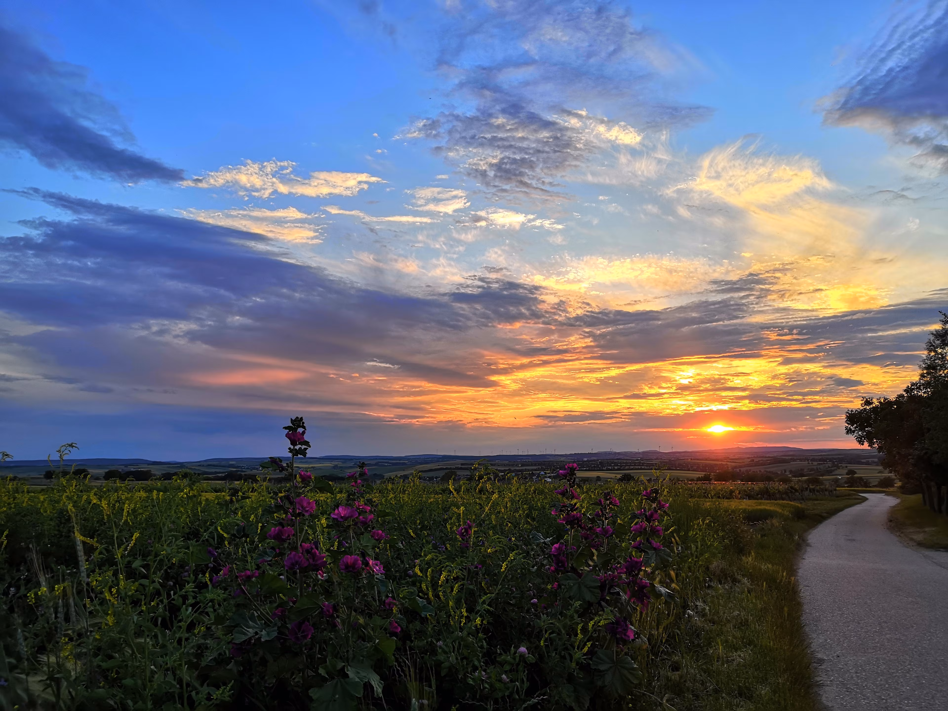 Weg zum Pfalz-Wein