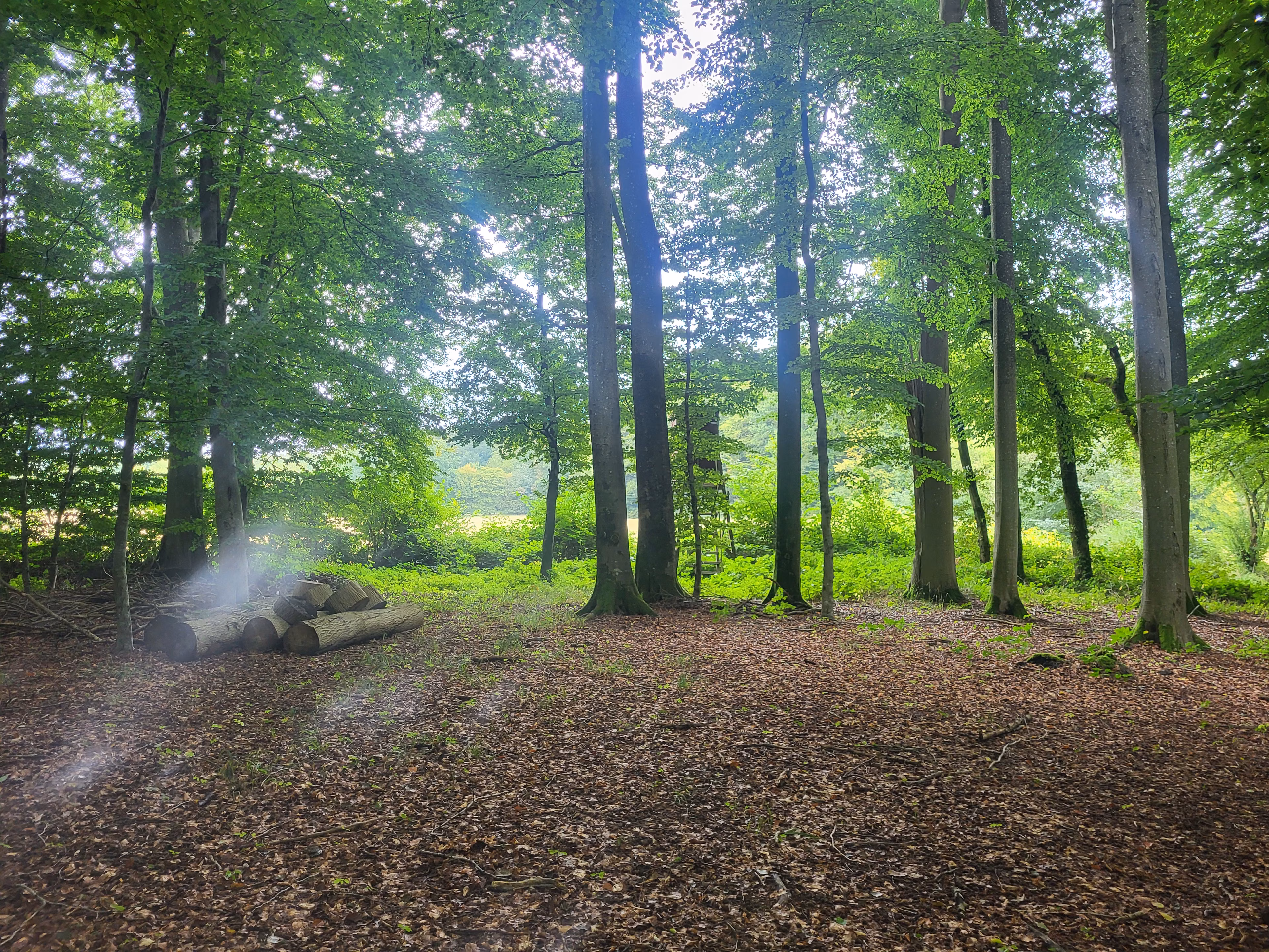 Wald-Yoga